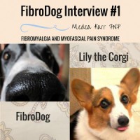 FIBRODOG INTERVIEW #1: LILY THE SUPPORT CORGI medeakarrfnp.com alifewellred.com